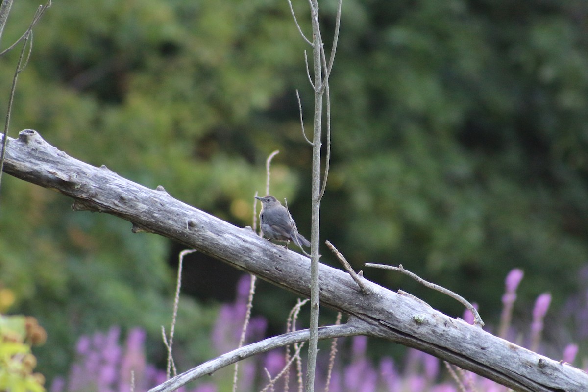 Gray Catbird - ML641584302