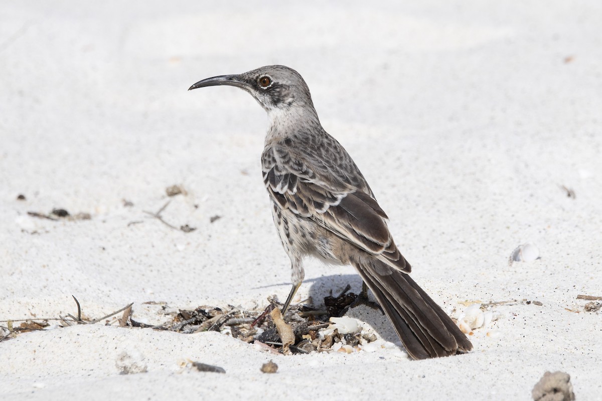 Española Mockingbird - ML641584406