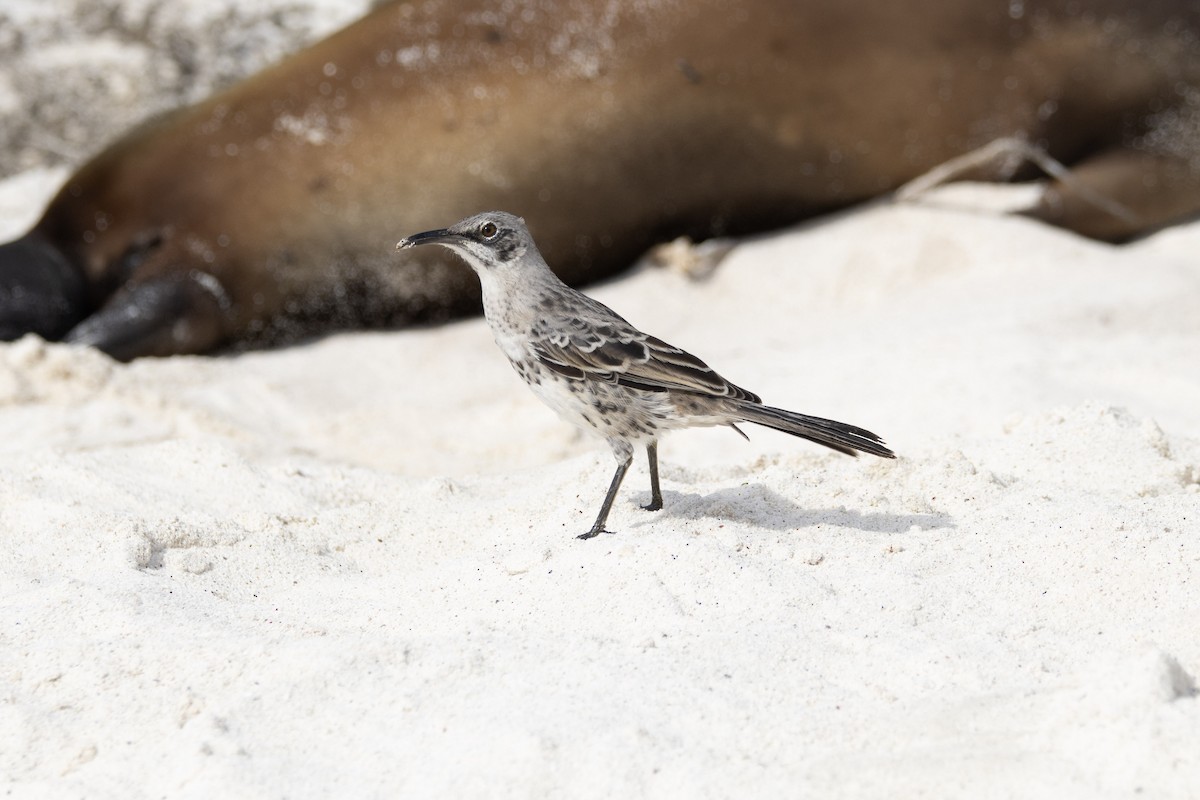 Española Mockingbird - ML641584432