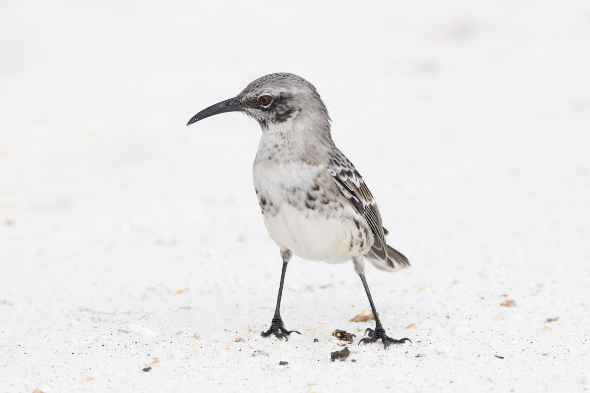 Española Mockingbird - ML641584433
