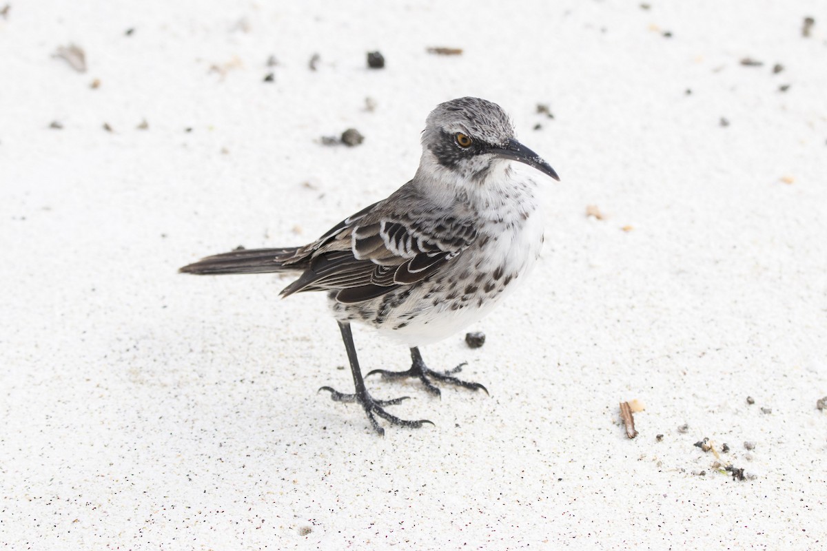 Española Mockingbird - ML641584434