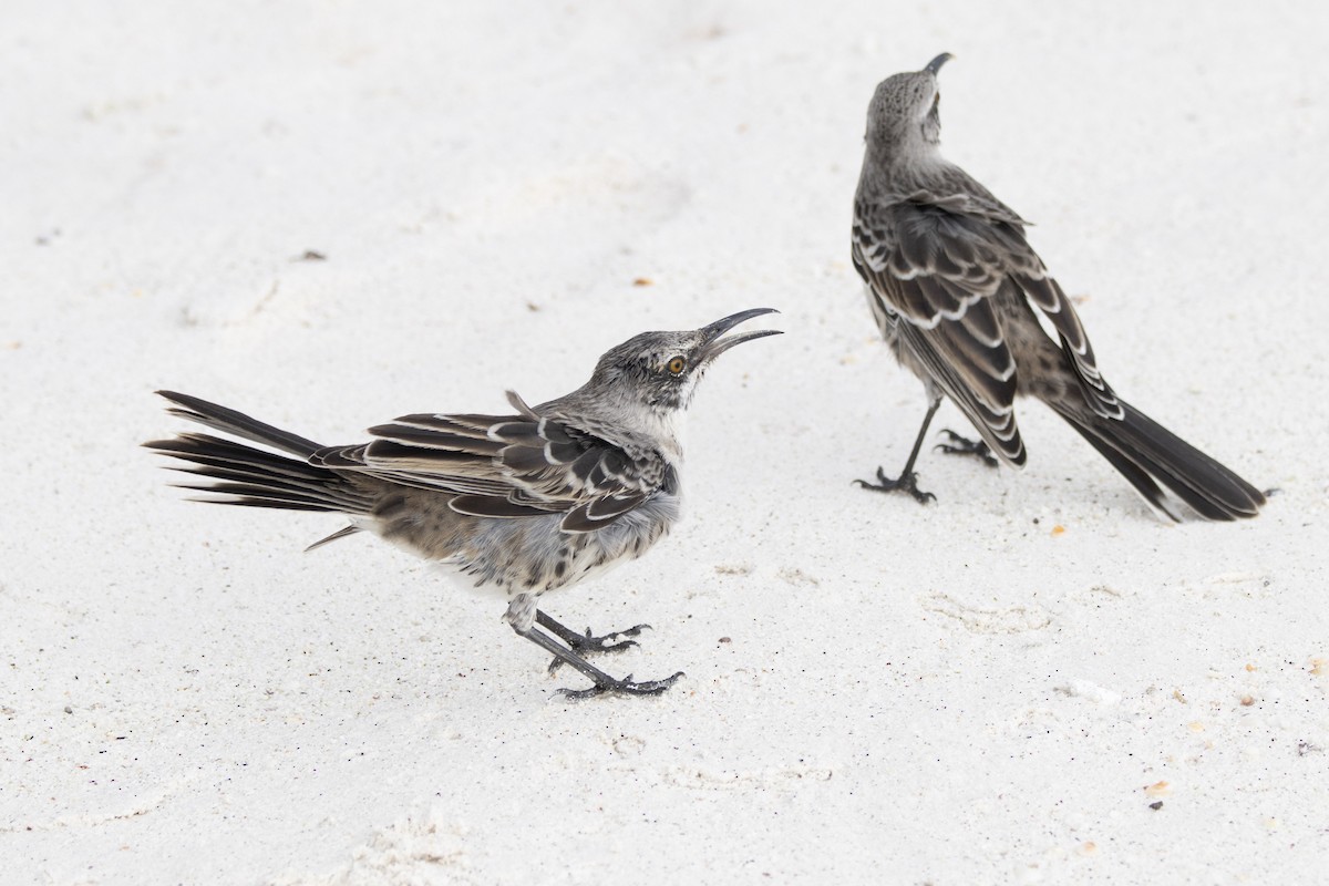 Española Mockingbird - ML641584436
