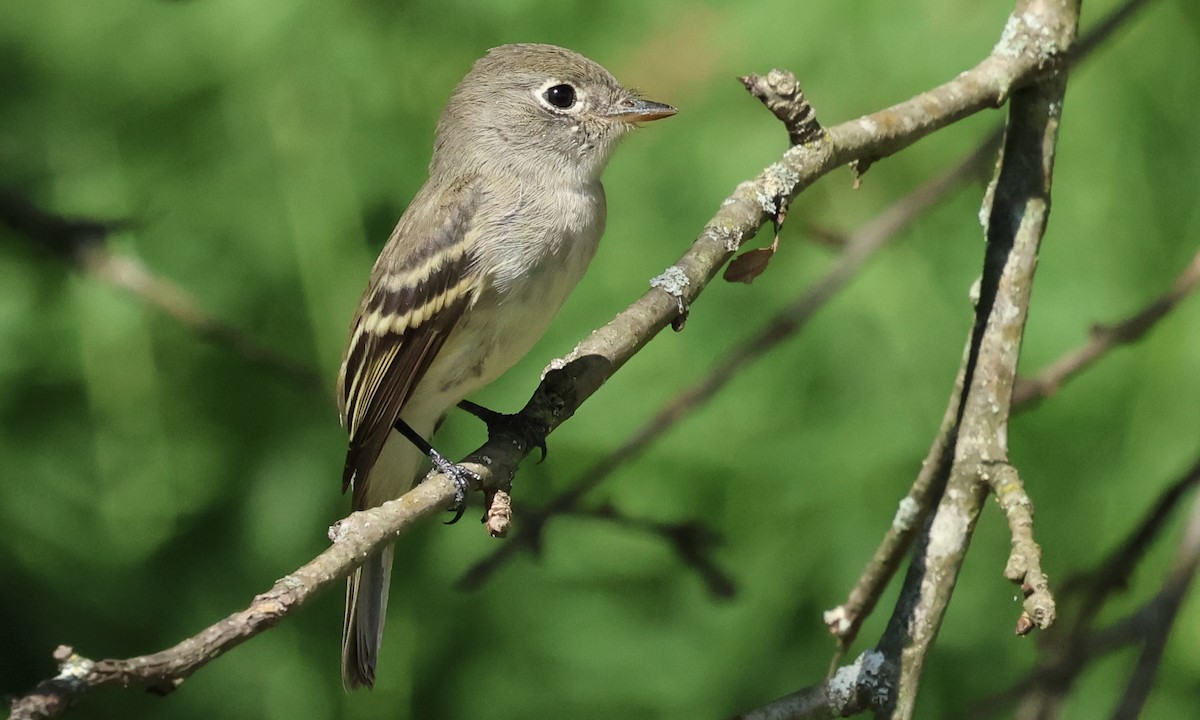 Least Flycatcher - ML641584438