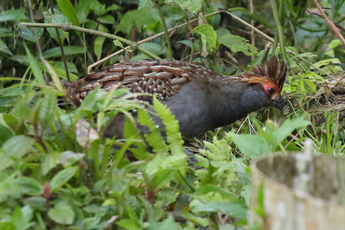 Spot-winged Wood-Quail - ML641584455