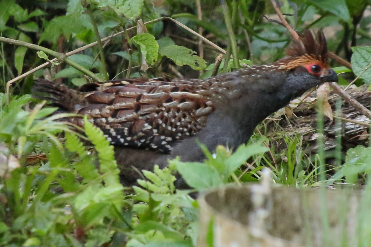 Spot-winged Wood-Quail - ML641584459