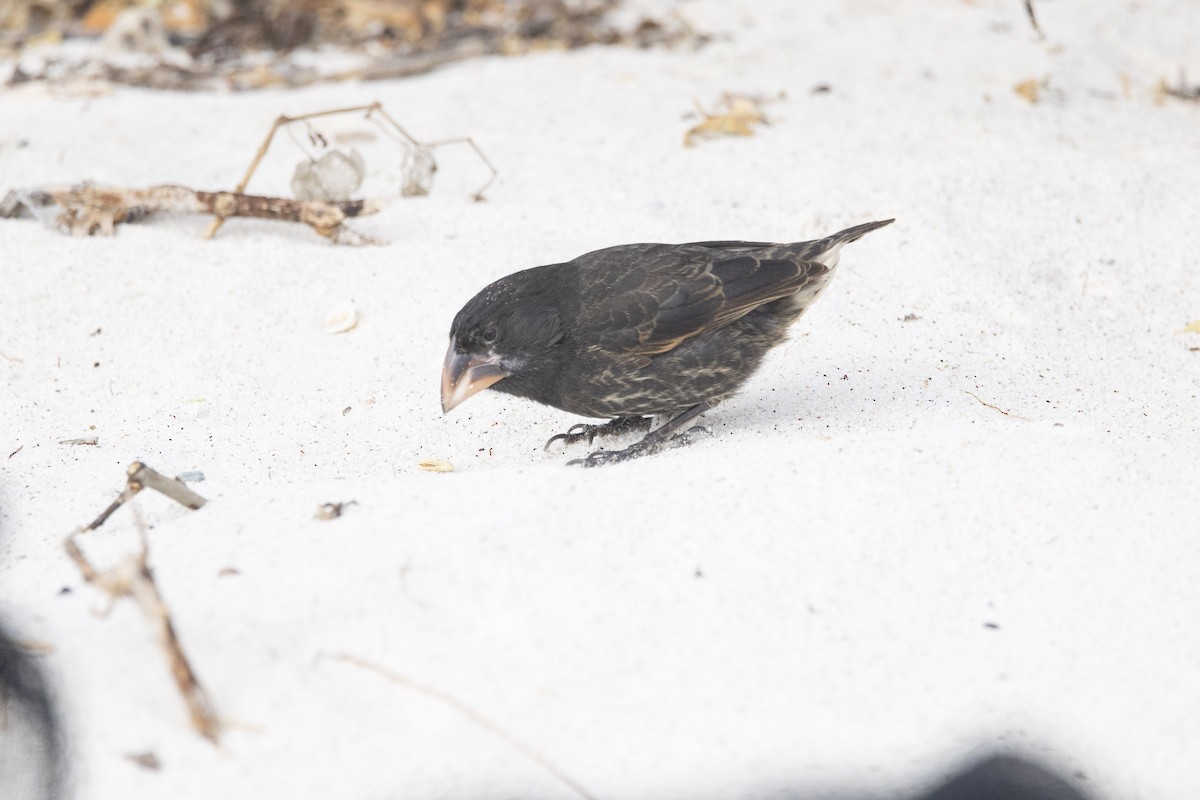 Española Ground-Finch - ML641584463