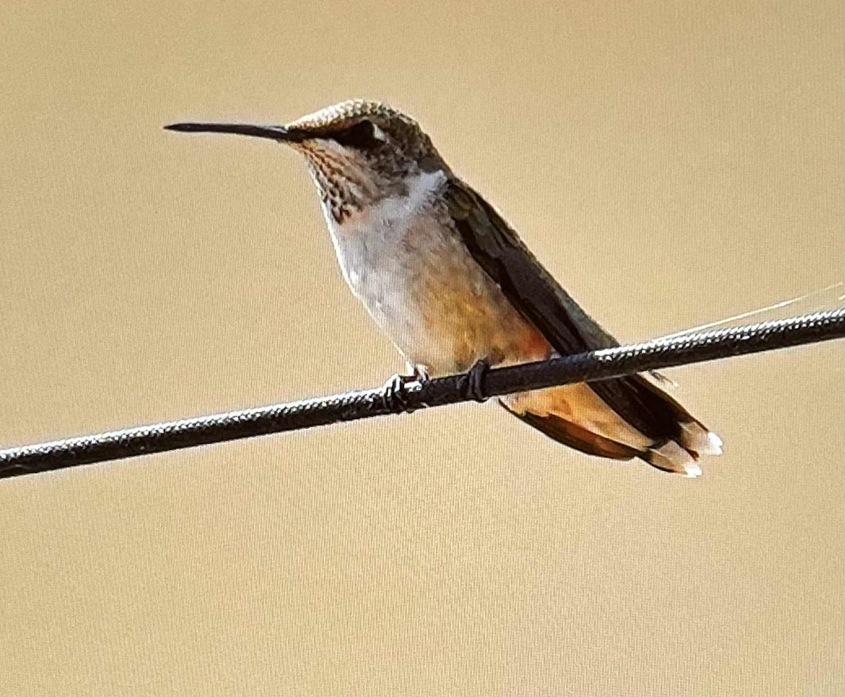 Rufous Hummingbird - ML641584465