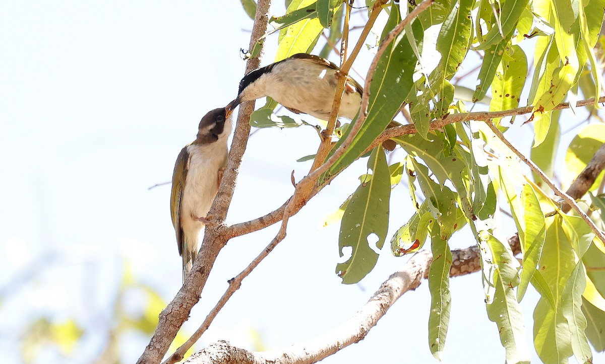 White-throated Honeyeater - ML641584472