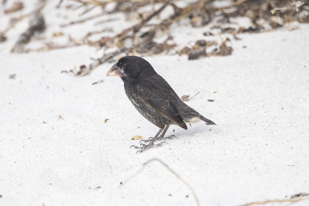 Española Ground-Finch - ML641584474