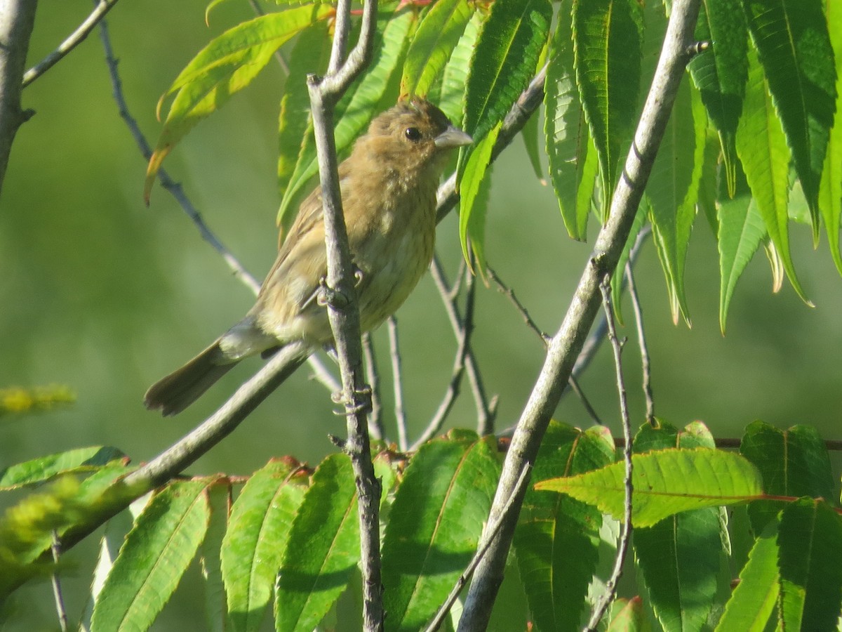 Passerin indigo - ML641584478