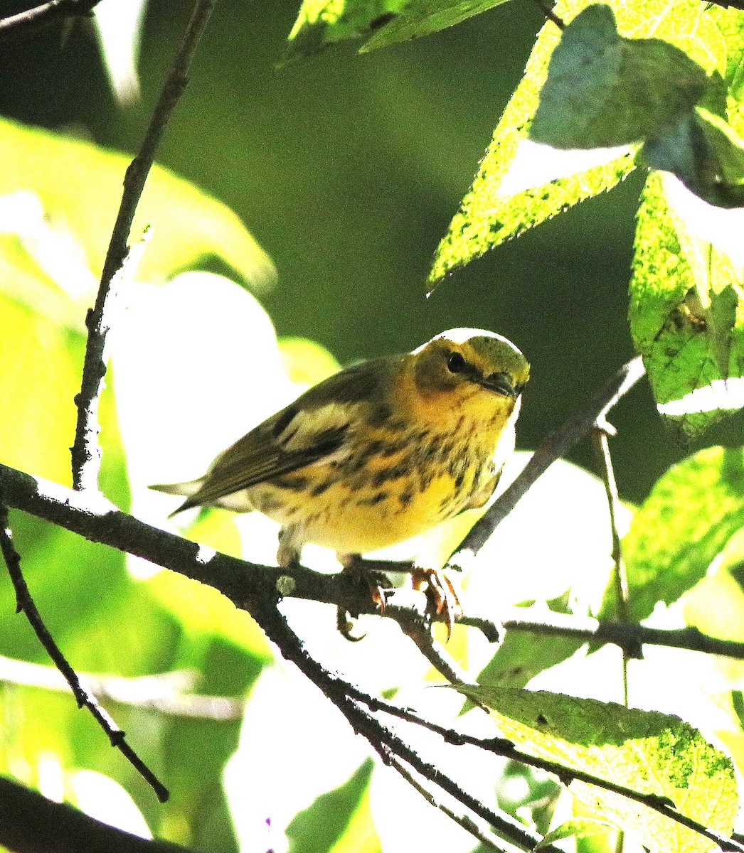 Cape May Warbler - ML641584480