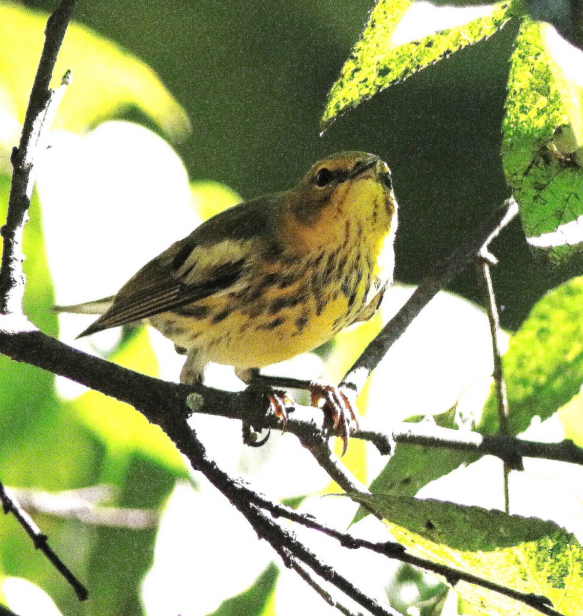 Cape May Warbler - ML641584502