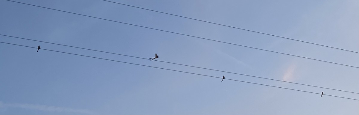 Scissor-tailed Flycatcher - ML641584503