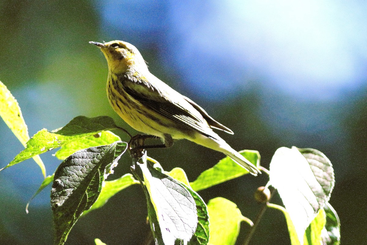 Cape May Warbler - ML641584533