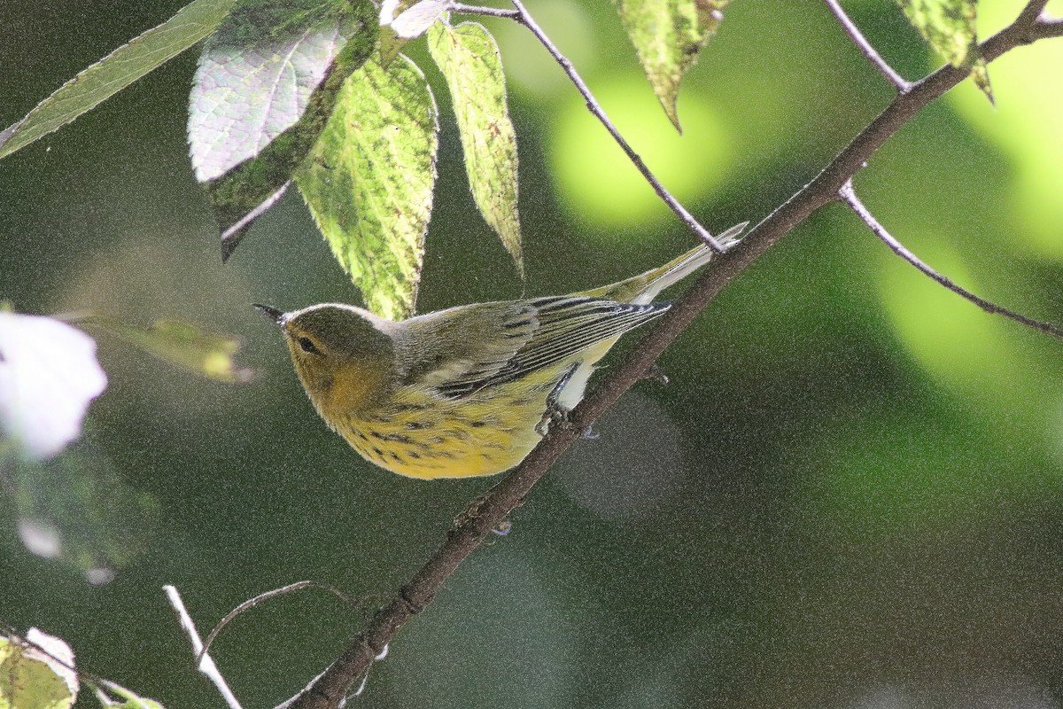 Cape May Warbler - ML641584591