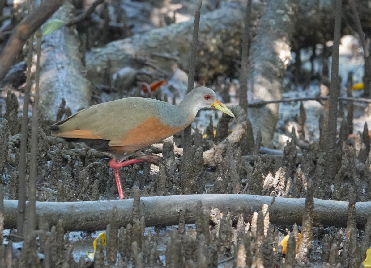 Little Wood-Rail - ML641584606