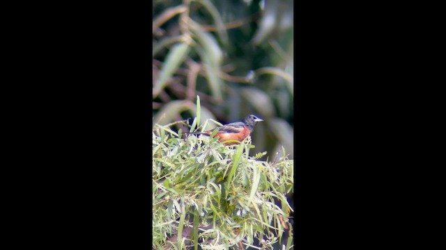Orchard Oriole - ML641584650