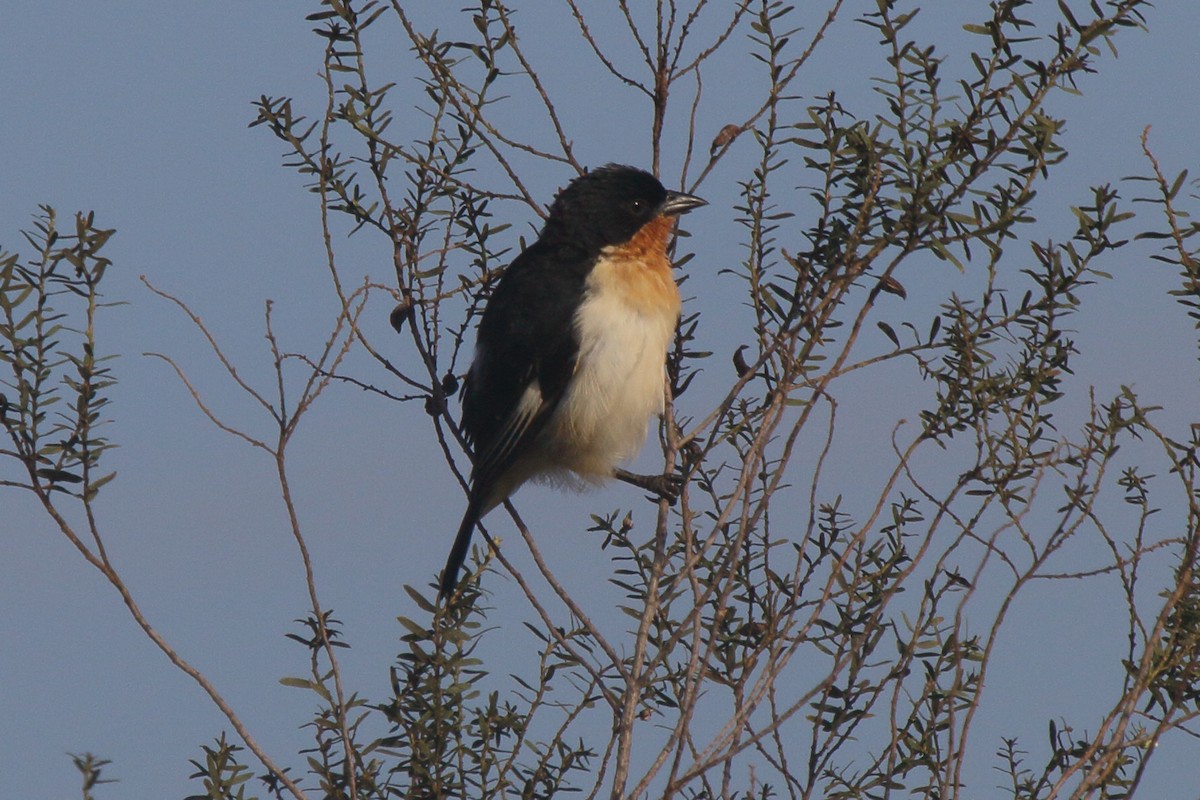 White-rumped Tanager - ML641584679
