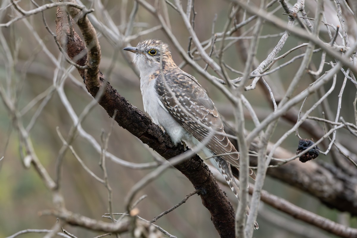 Pallid Cuckoo - ML641584701