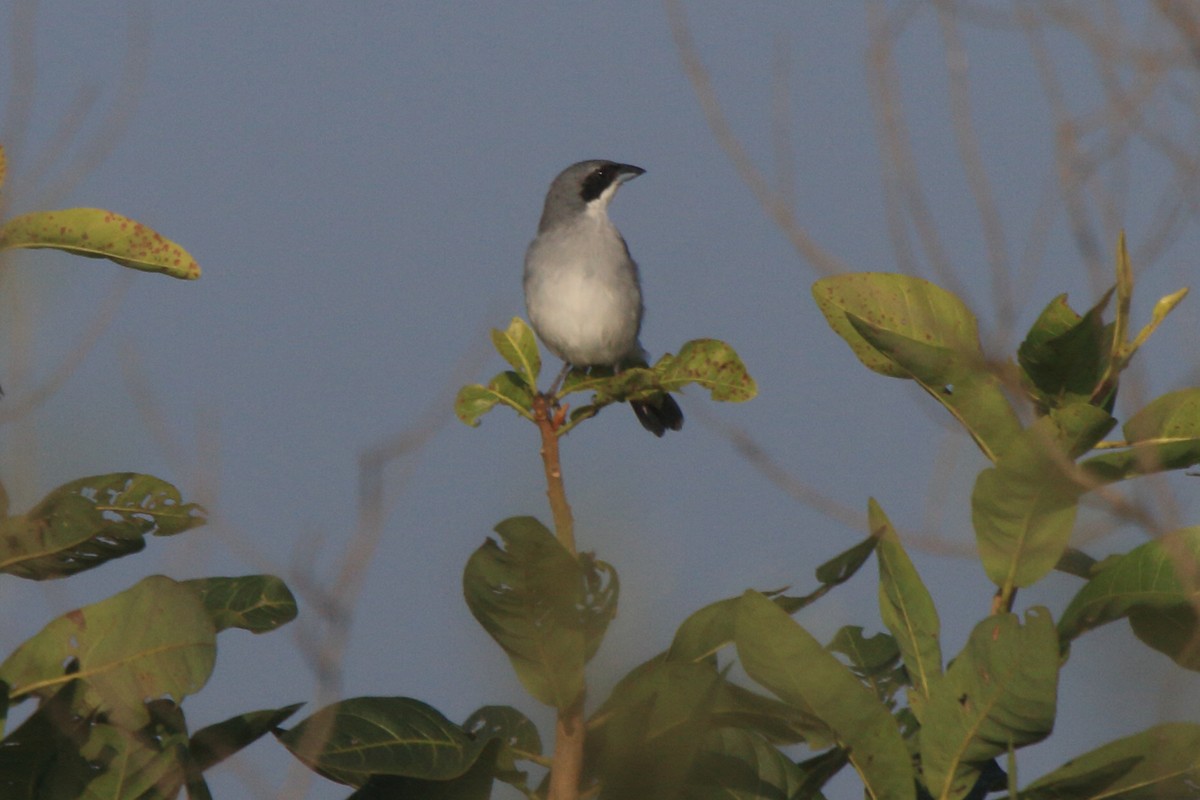 White-banded Tanager - ML641584703