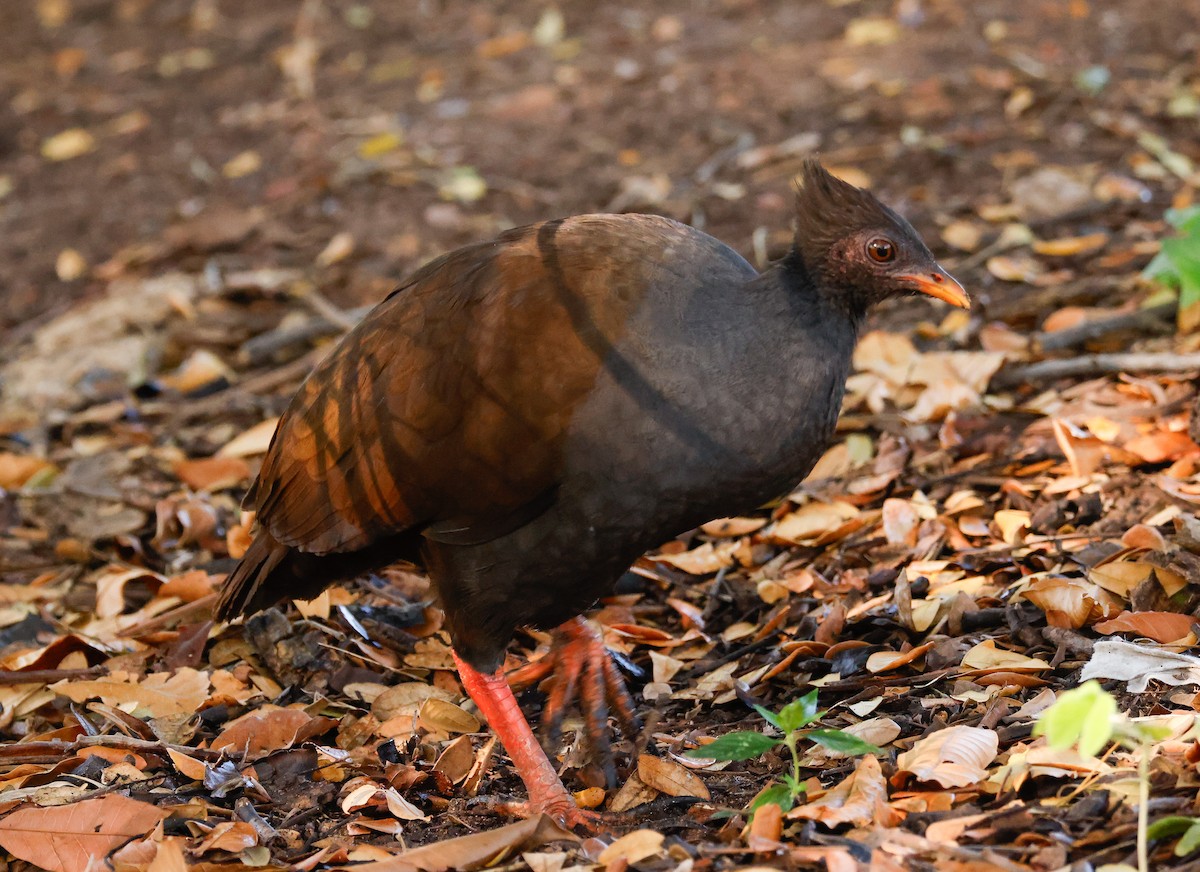 Orange-footed Megapode - ML641584717