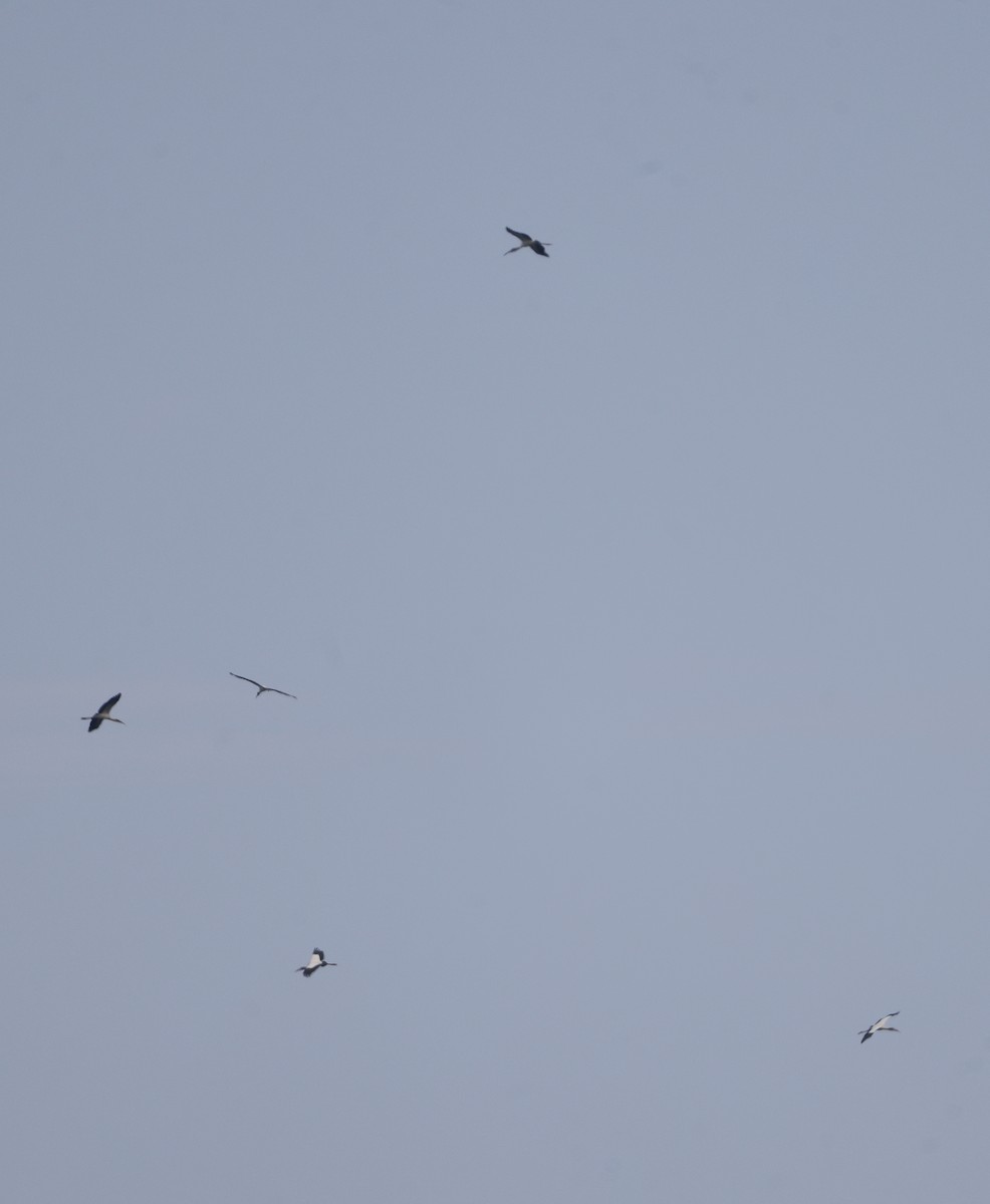 Wood Stork - ML641584745