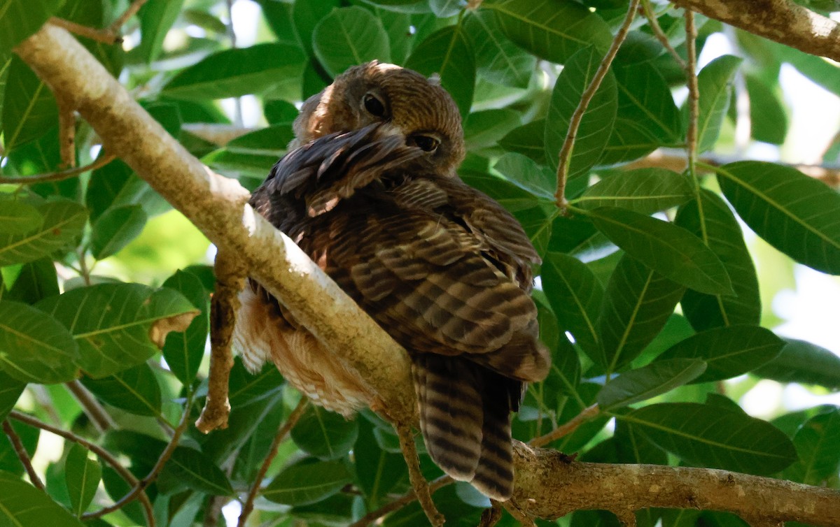 Rufous Owl - ML641584758