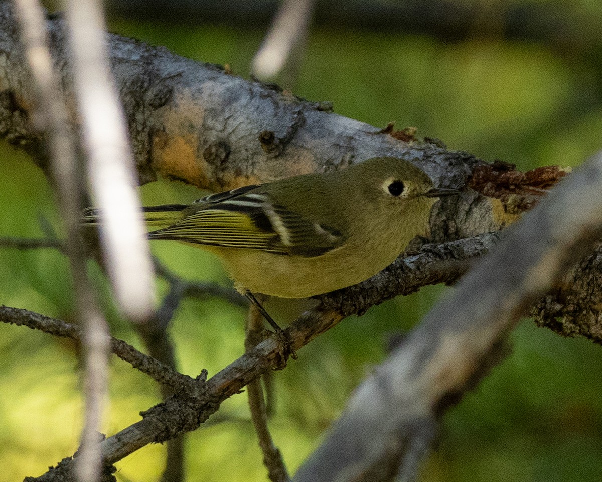 Ruby-crowned Kinglet - ML641584759