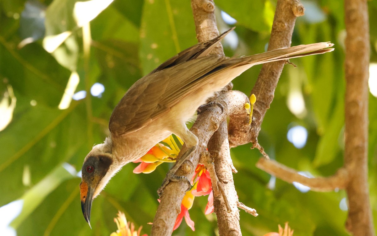 Helmeted Friarbird - ML641584766
