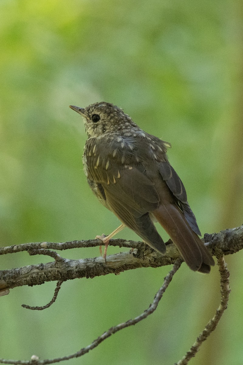 Hermit Thrush - ML641584768