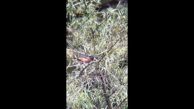 Orchard Oriole - ML641584770