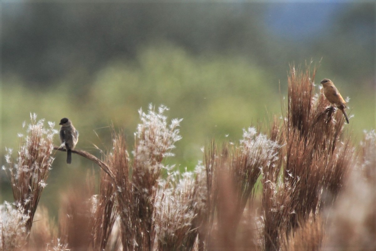 Pearly-bellied Seedeater - ML641584792