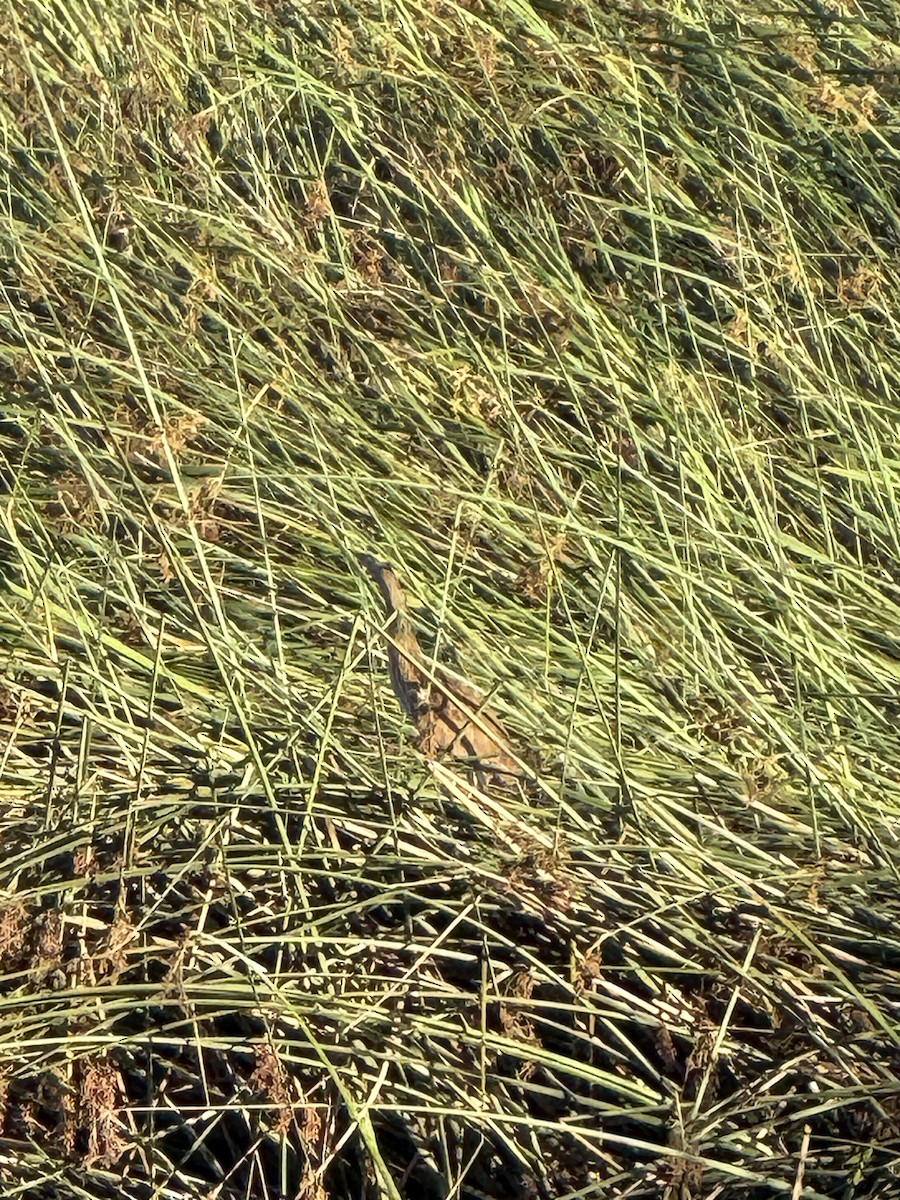 American Bittern - ML641584815