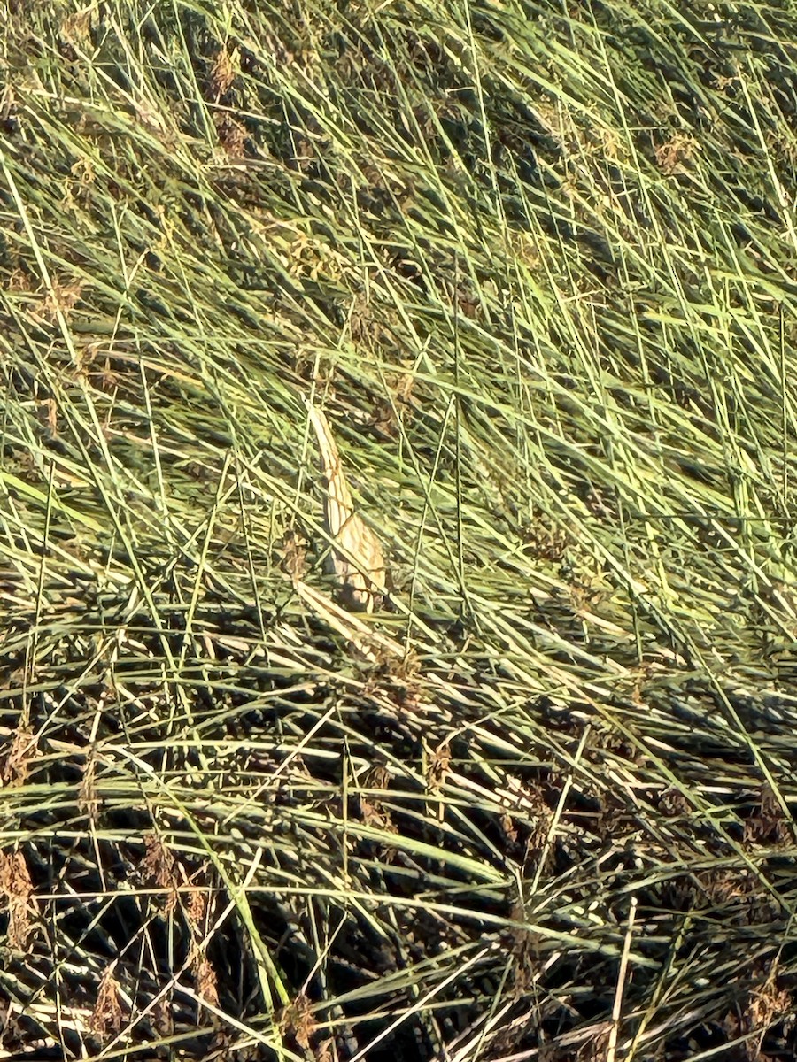 American Bittern - ML641584816