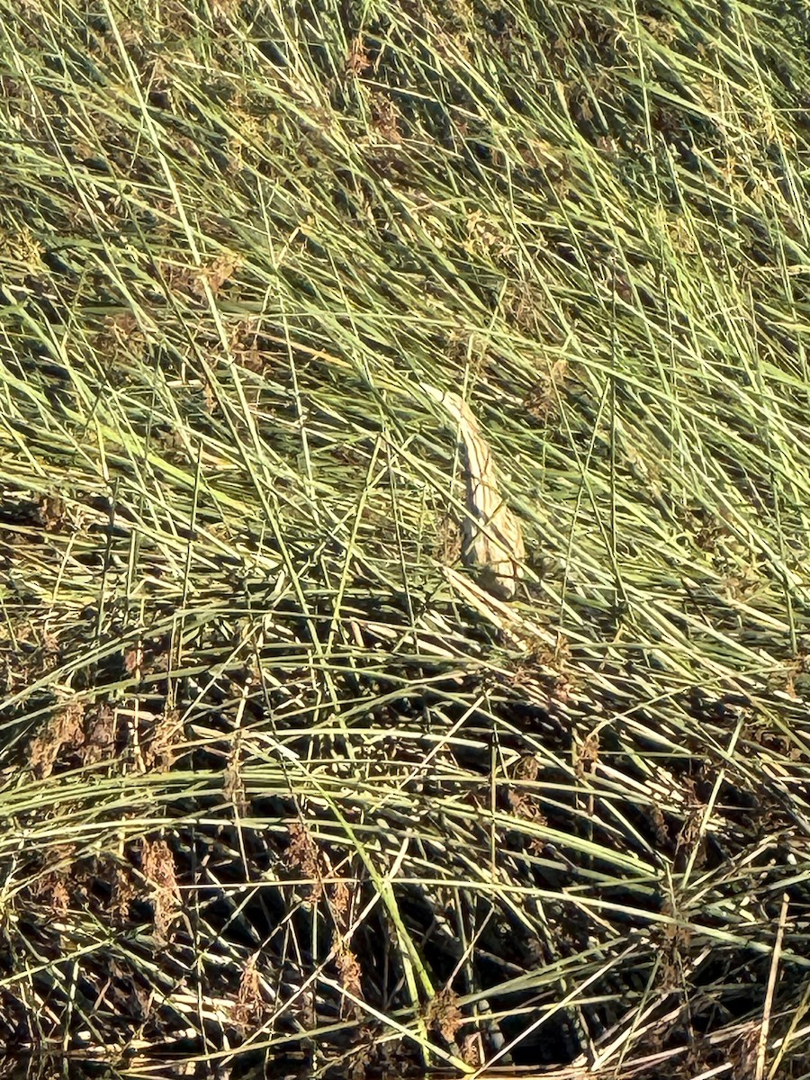American Bittern - ML641584817