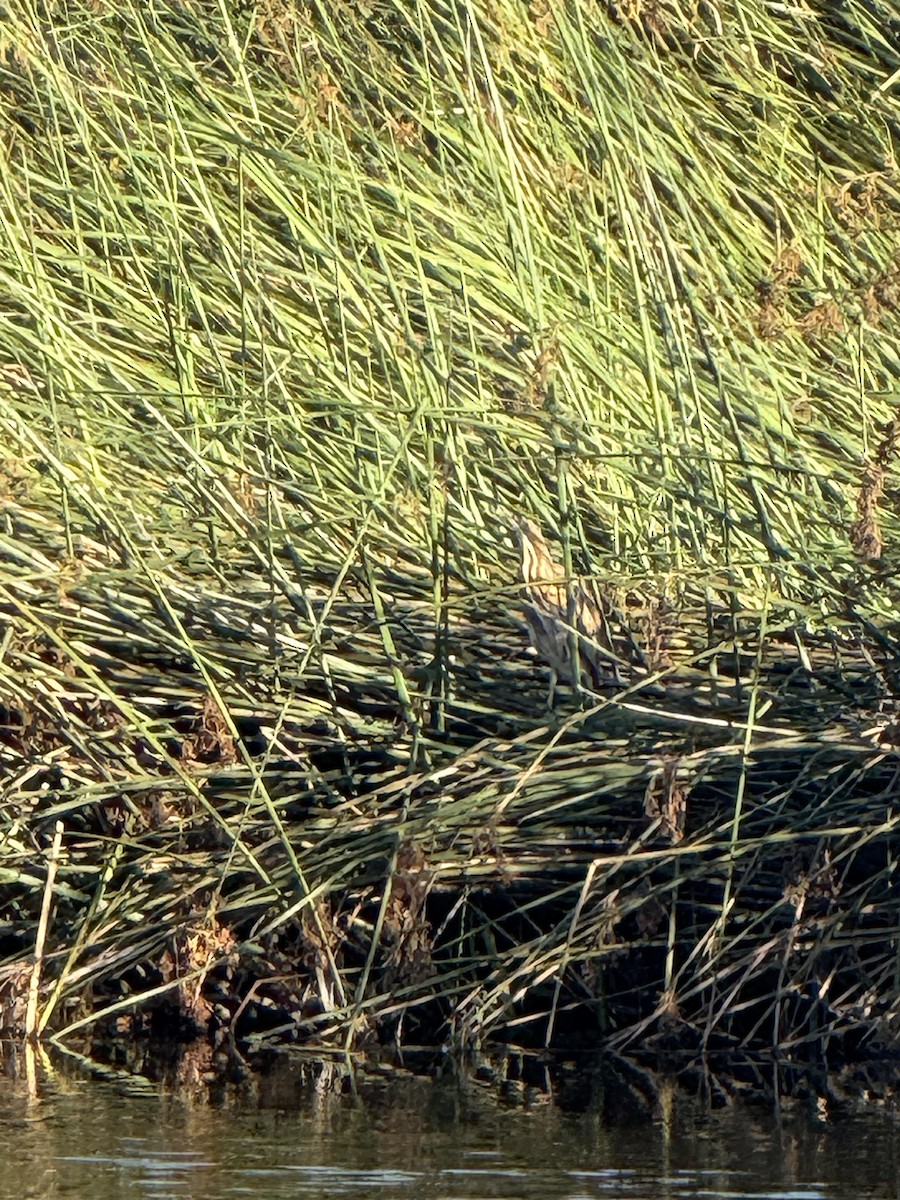 American Bittern - ML641584819