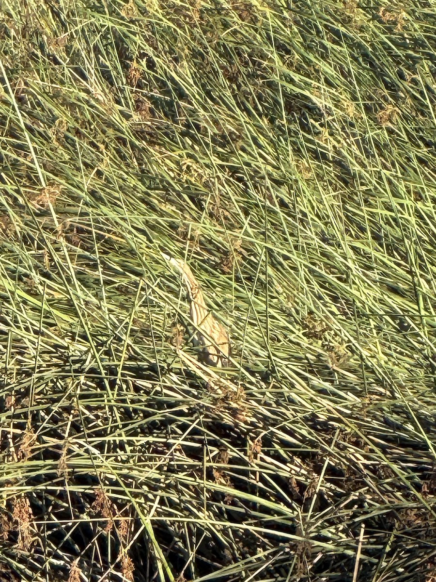 American Bittern - ML641584820