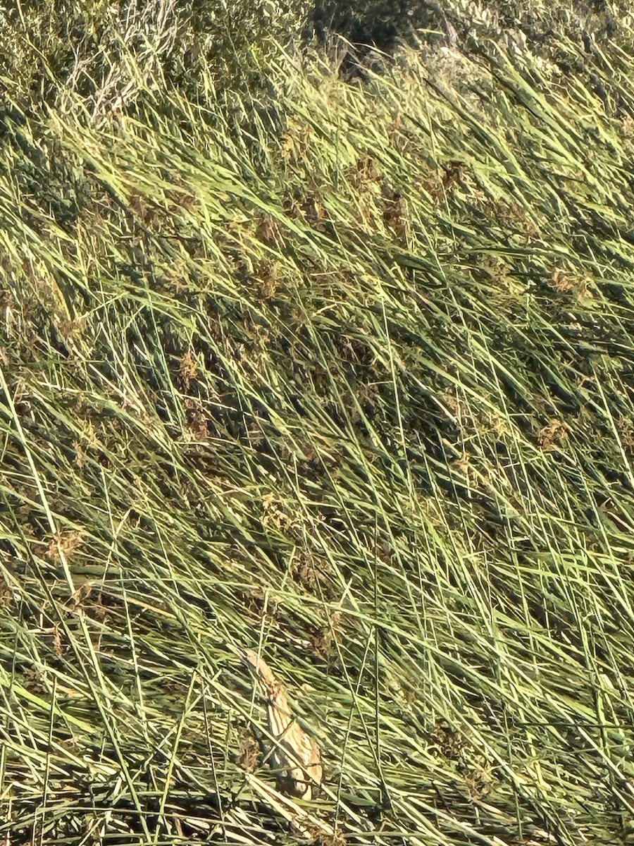 American Bittern - ML641584821