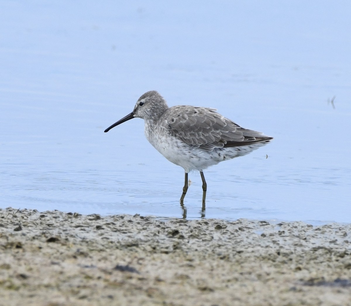 Stilt Sandpiper - ML641584845
