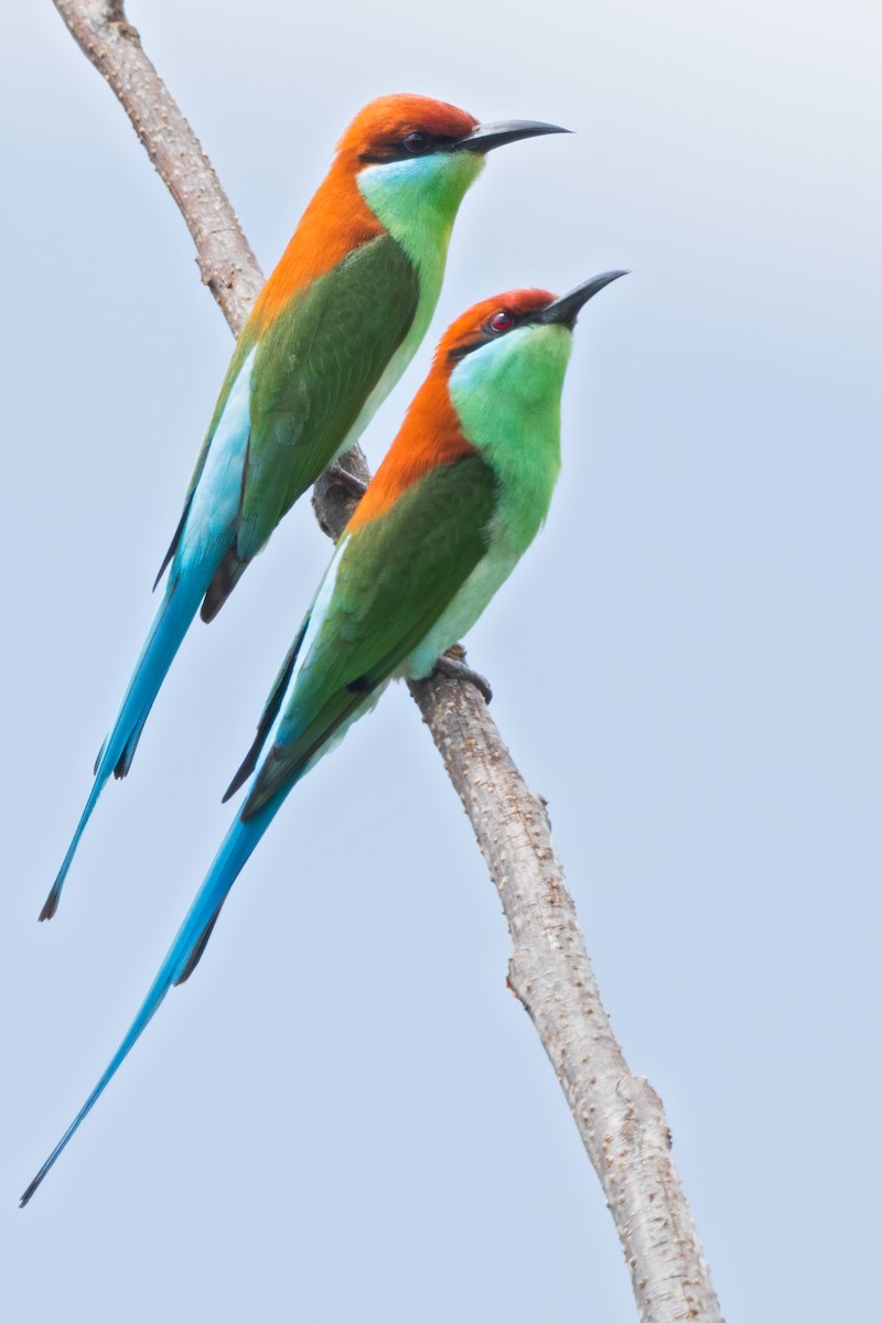 Rufous-crowned Bee-eater - ML641584896