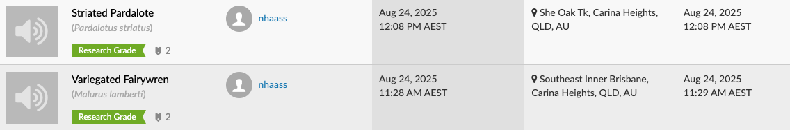 Variegated Fairywren - ML641584906