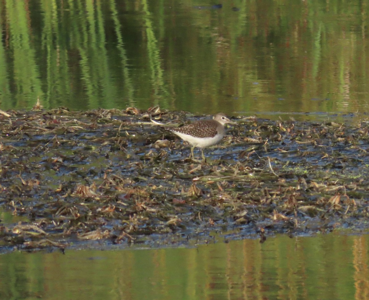 Spotted Sandpiper - ML641584955