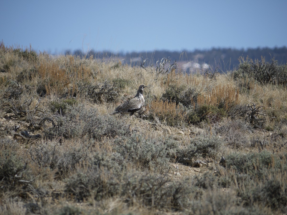 Greater Sage-Grouse - ML641584993