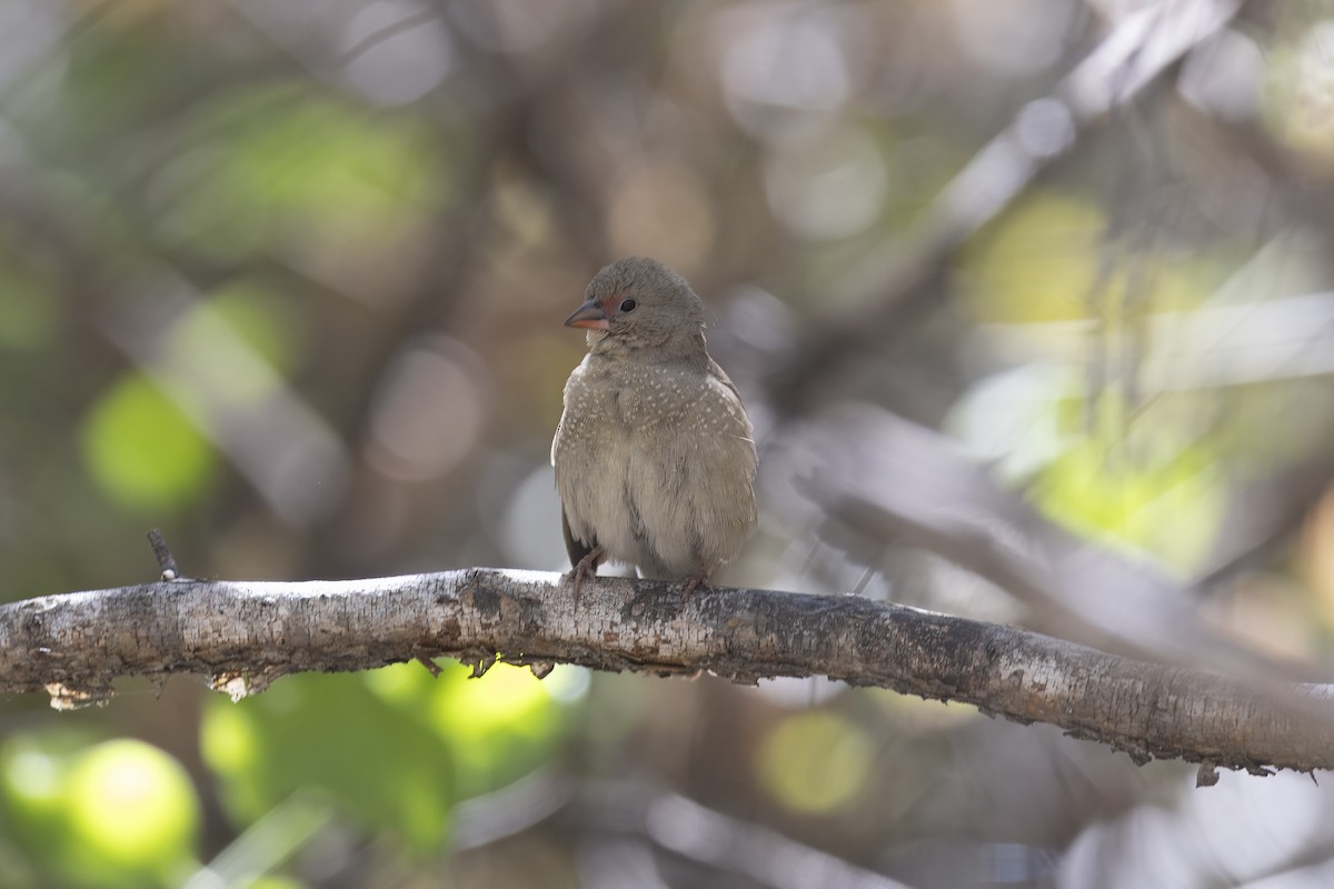 Red-billed Firefinch - ML641584994