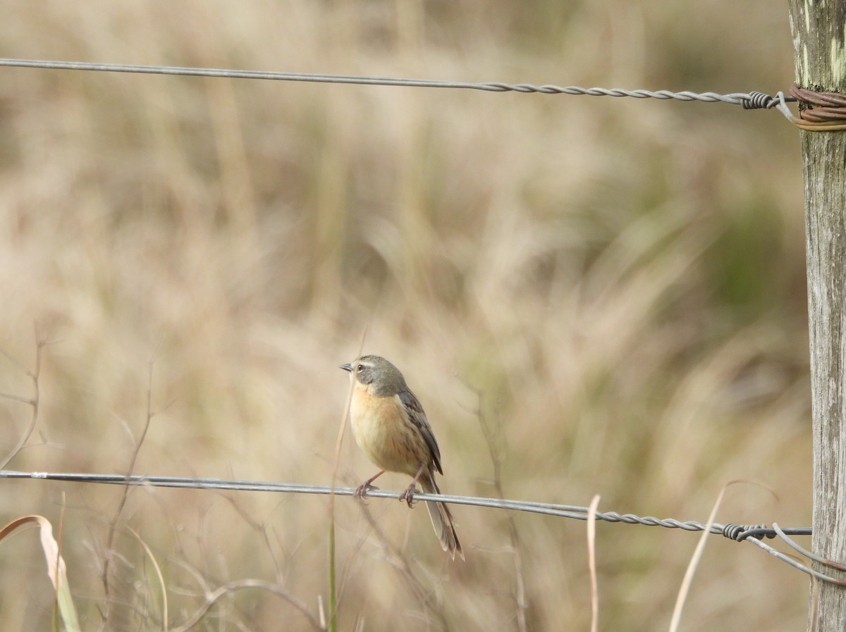 Long-tailed Reed Finch - ML641585002