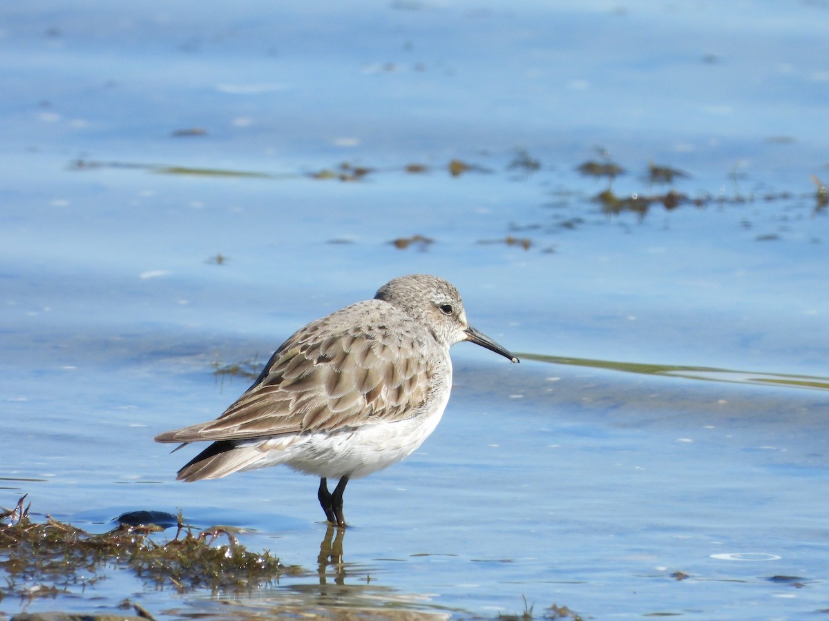 White-rumped Sandpiper - ML641585063