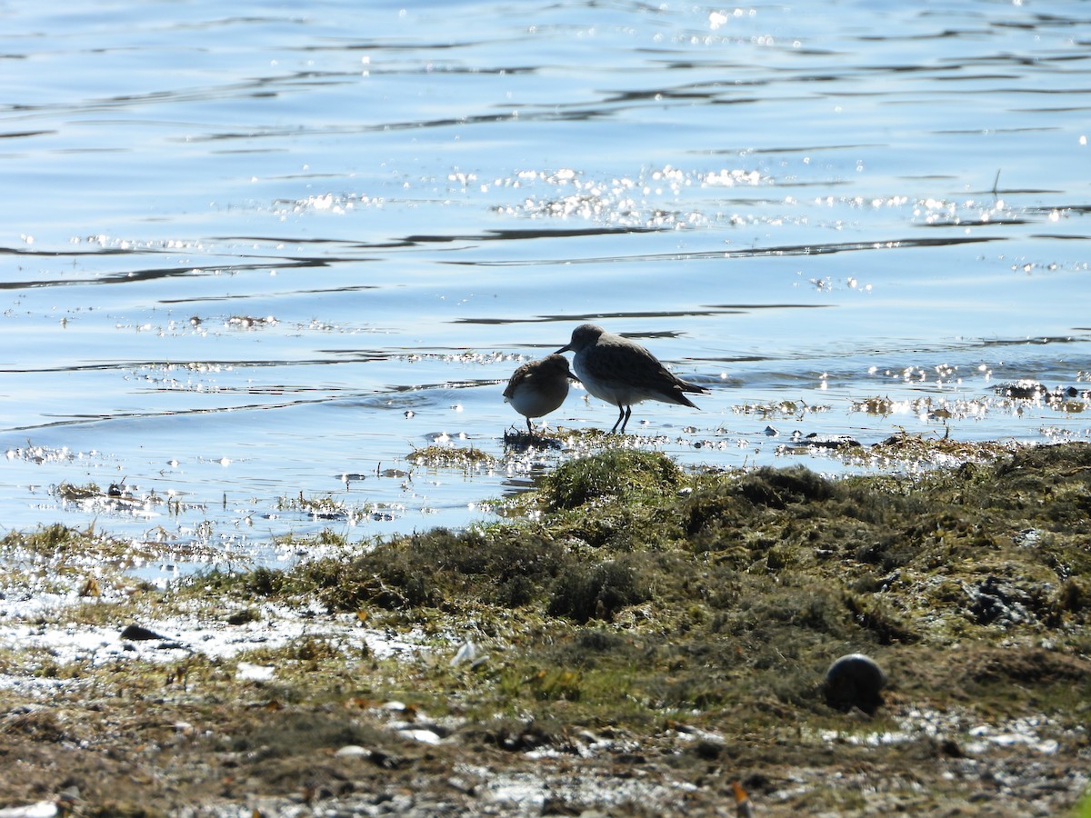 White-rumped Sandpiper - ML641585064