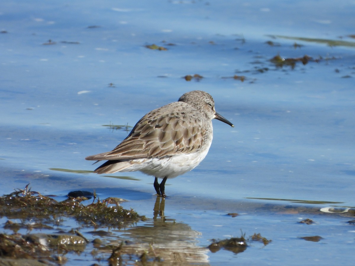 White-rumped Sandpiper - ML641585065