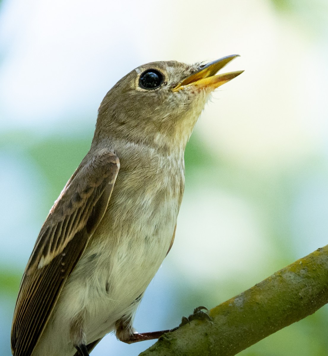 Brown-streaked Flycatcher - ML641585090