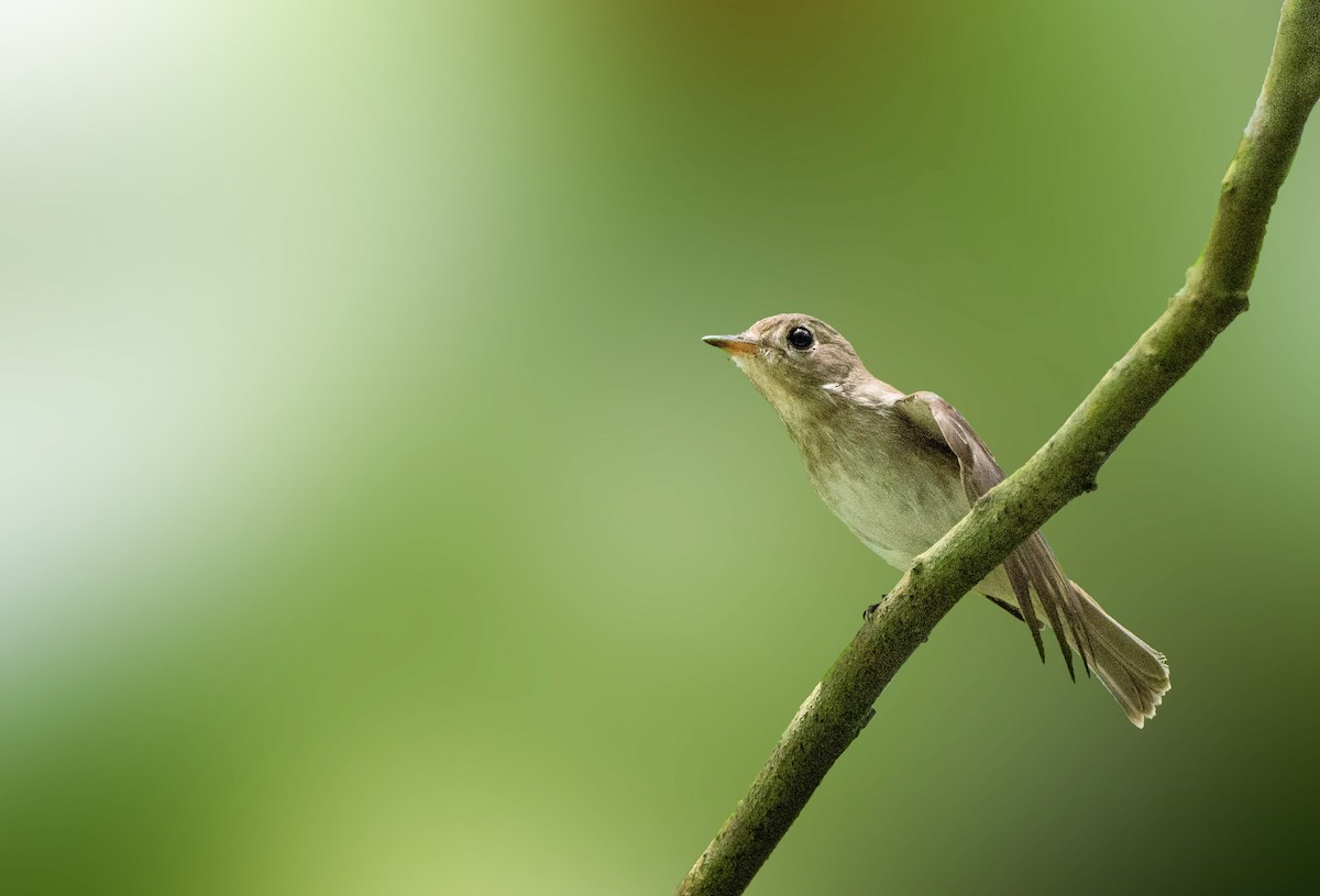 Brown-streaked Flycatcher - ML641585115